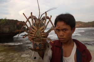 Protecting Indonesia’s lobster seeds is a matter of national interest