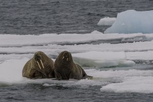 NGOs urge IMO to reduce Arctic black carbon by switching to clean fuels