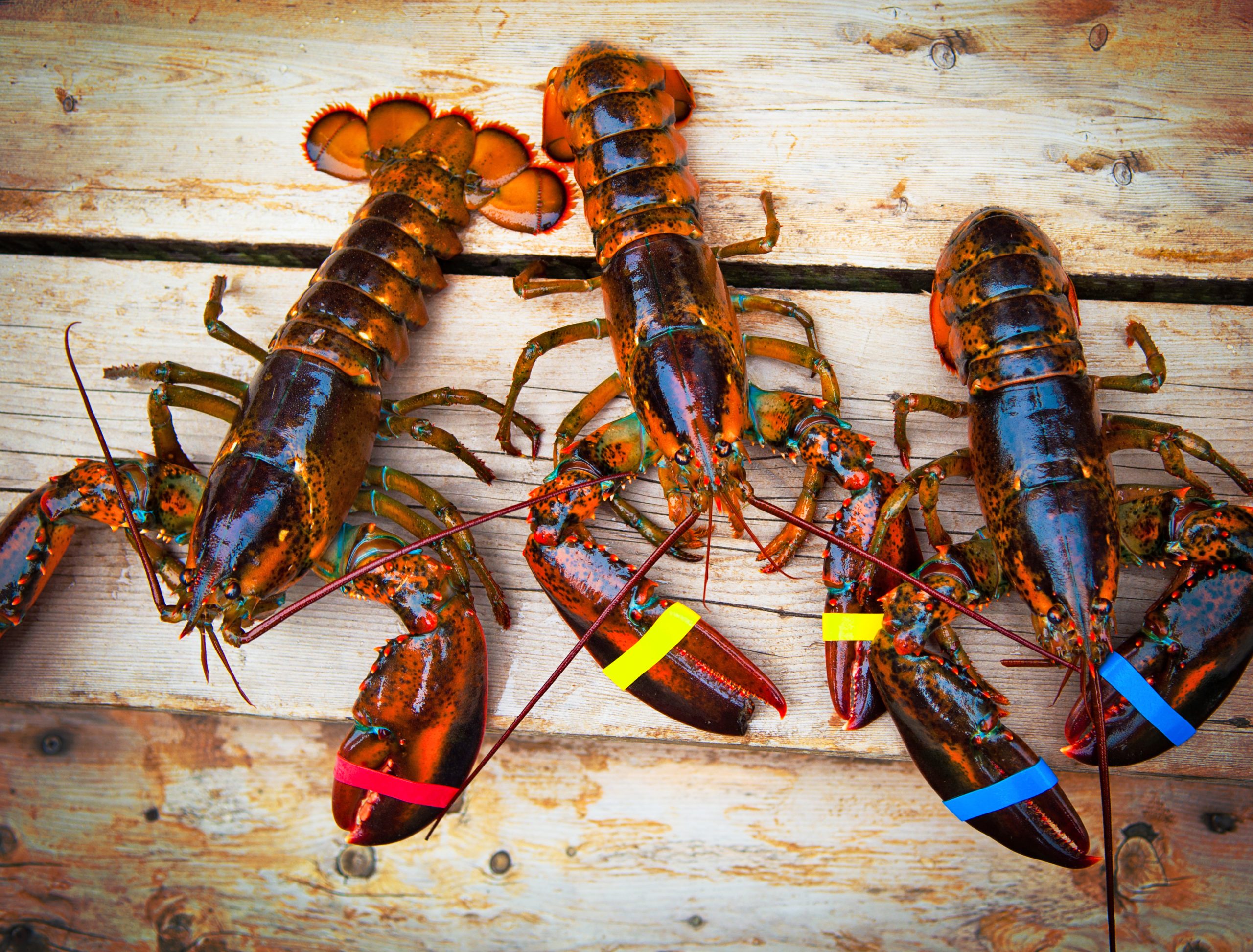 Indonesia, Vietnam can both gain from lobster aquaculture cooperation