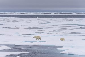 NGOs welcome IMO agreement to cut Arctic black carbon