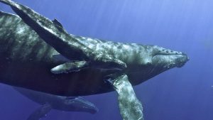 Conservation organization sues fishery for endangering humpback whales