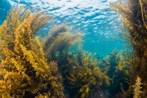 Using seaweed to reduce heavy metals in water