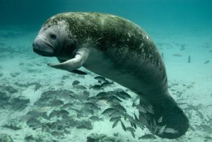 Polluted Waters Killed Thousands Of Manatees