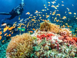 Coral reefs in Western Indian Ocean at high risk of collapse within 50 years, says new study