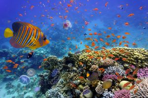 U.S. funds new ocean conservation programs