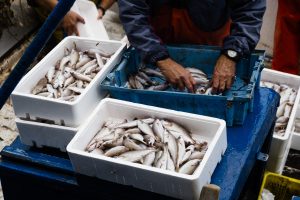 Migrant fishers face bad working conditions in UK fishing industry, says new report