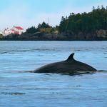 Minke whale on the Bay of Fundy in New Brunswick, Canada with Head Harbour Lightstation (East Quoddy) in Campobello Island.