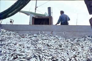 European parliament calls for restriction to bottom fishing