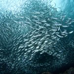 Philippine ocean conservation group sounds alarm over dwindling sardine stock