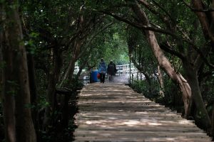 Indonesia doubles down on efforts to restore endangered mangrove ecosystem