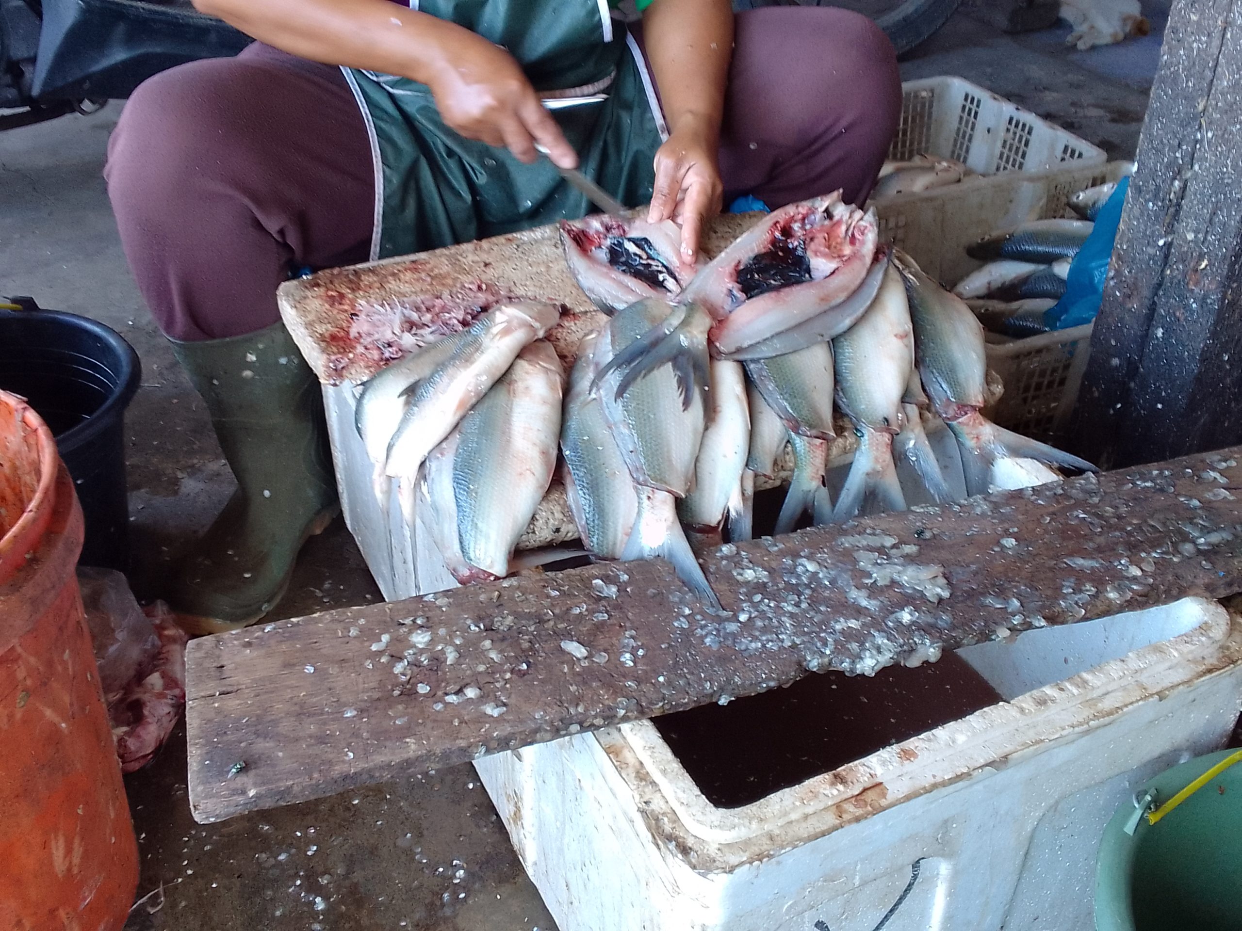 Meluasnya nepotisme dalam penyaluran bantuan keuangan kepada nelayan Indonesia