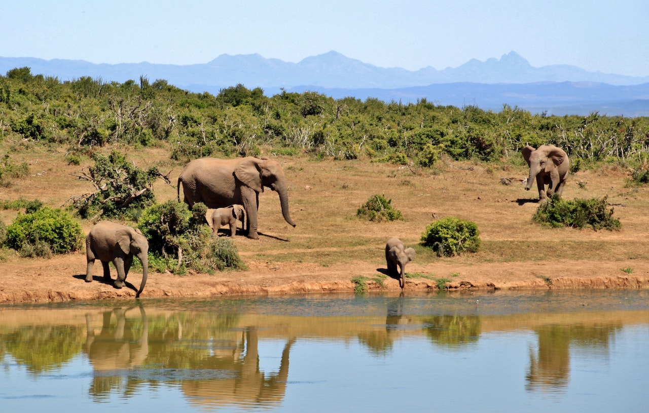 WWF Living Planet Report reveals devastating drop in wildlife populations