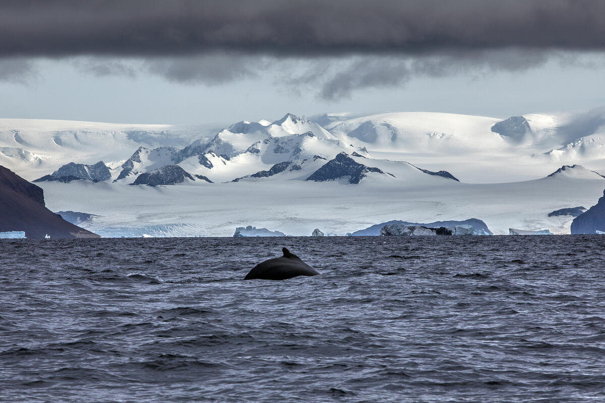Antarctic Ocean Commission fails to deliver ocean sanctuaries, says Greenpeace
