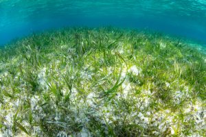 Ocean20: Indonesia, Australia cooperate on sustainable seagrass management