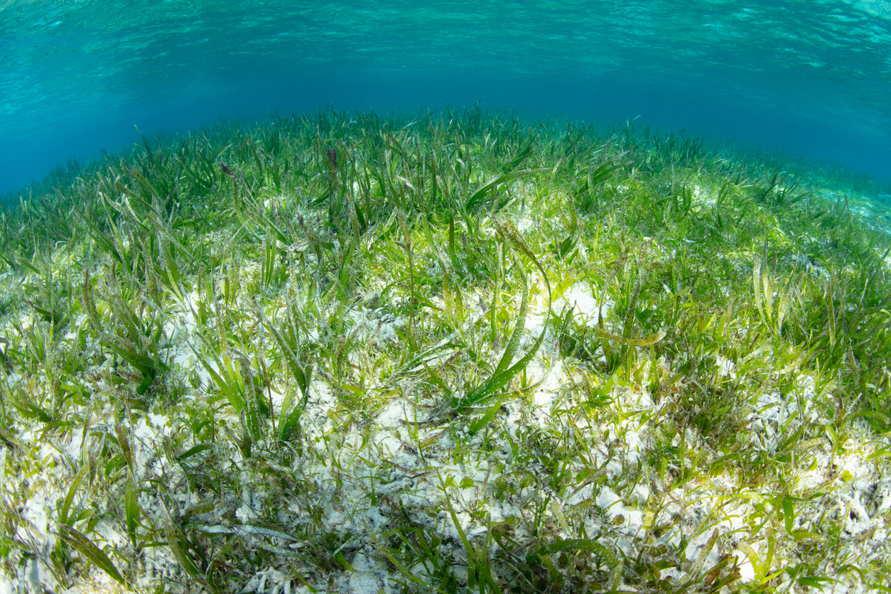 ocean20-indonesia-australia-cooperate-on-sustainable-seagrass