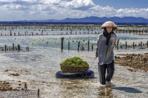 Farming more seaweed for food, feed, and fuel
