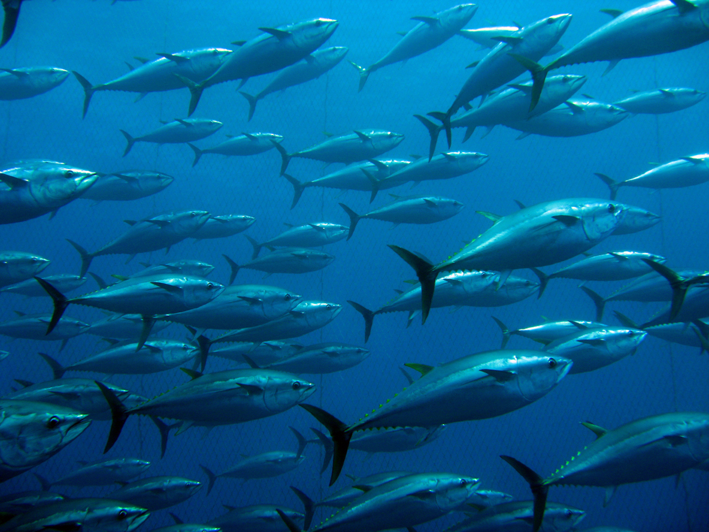 Remove fuel subsidies, support sustainable fisheries, advocacy group urges EU