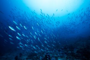 school of fish in the deep blue sea