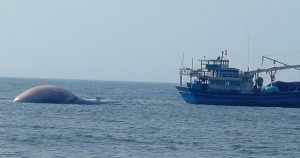 7-tonne whale carcass found in Vietnam’s Lam Dong