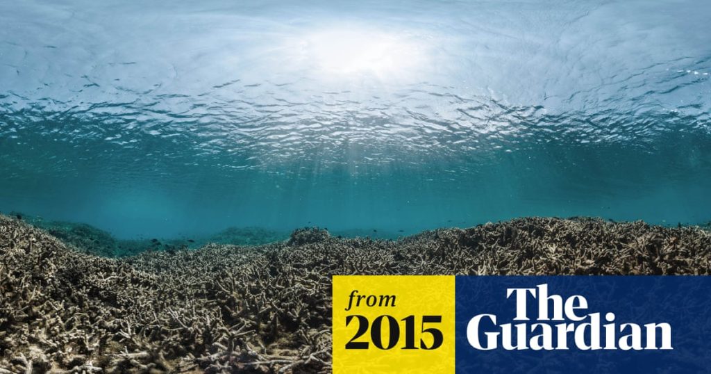 Marine food chains at risk of collapse, extensive study of world's oceans finds | Oceans