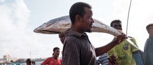 Illegal yellowfin tuna fishing exposes gaps in Somalia’s maritime security