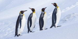 Trump's Tariffs Hit Uninhabited Antarctic Heard and McDonald Islands