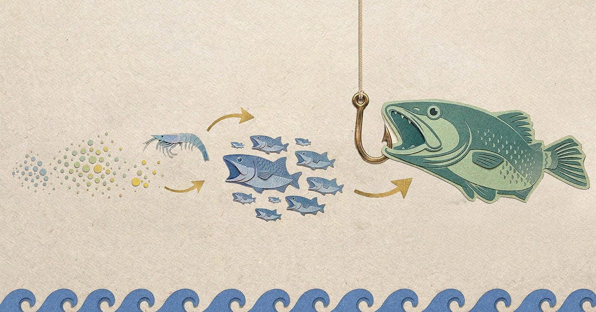 Climate Change Is Turning Algae at the Bottom of the Food Chain Into Junk Food